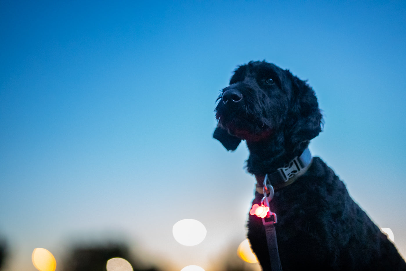 Pup Brightz