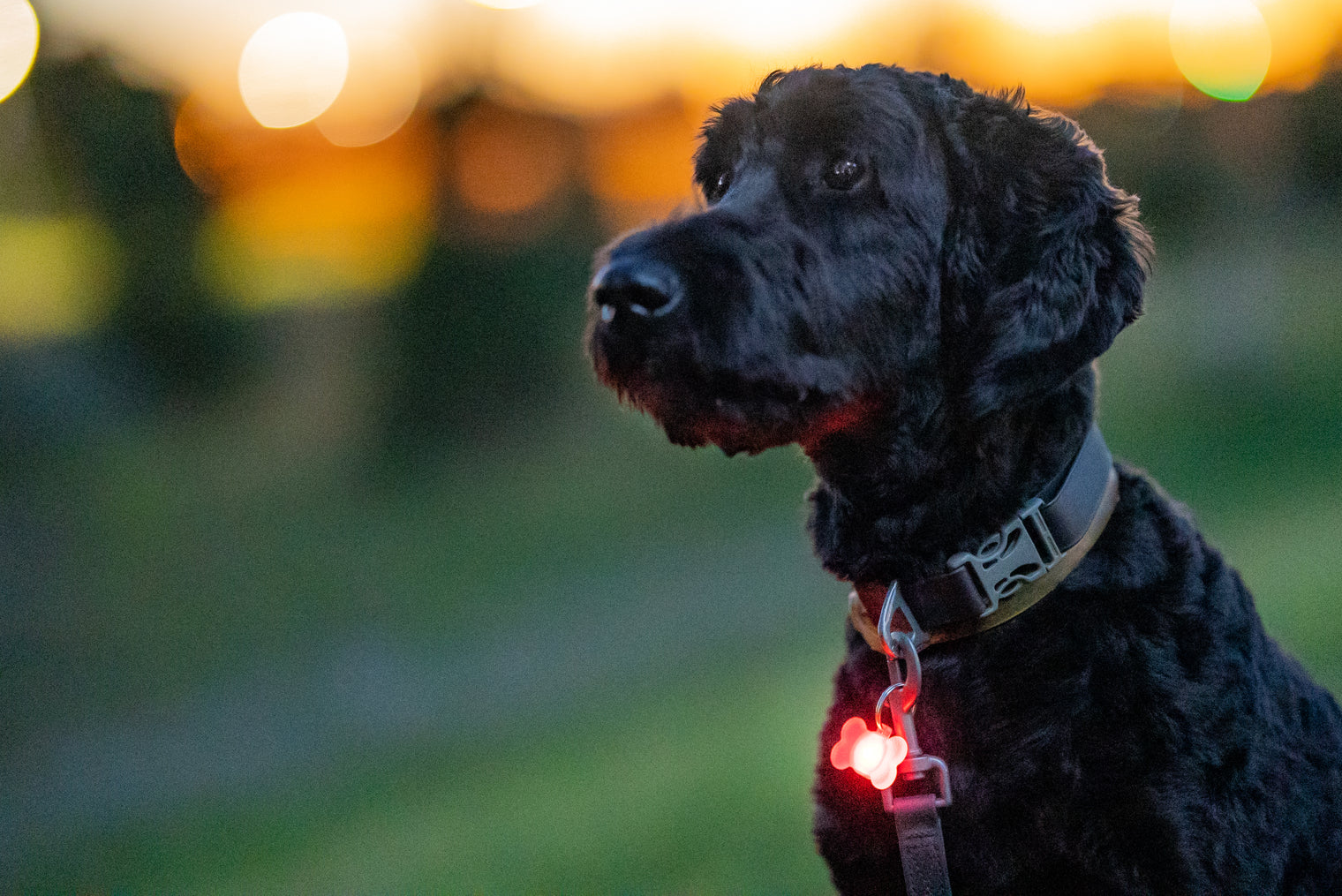 Pup Brightz (2-LED Charms)