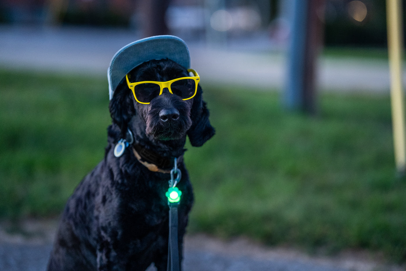 Pup Brightz