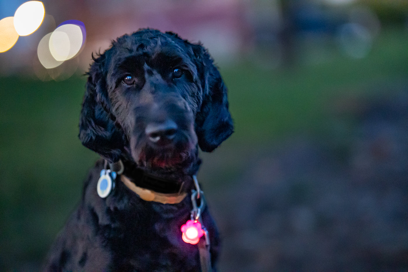 Pup Brightz