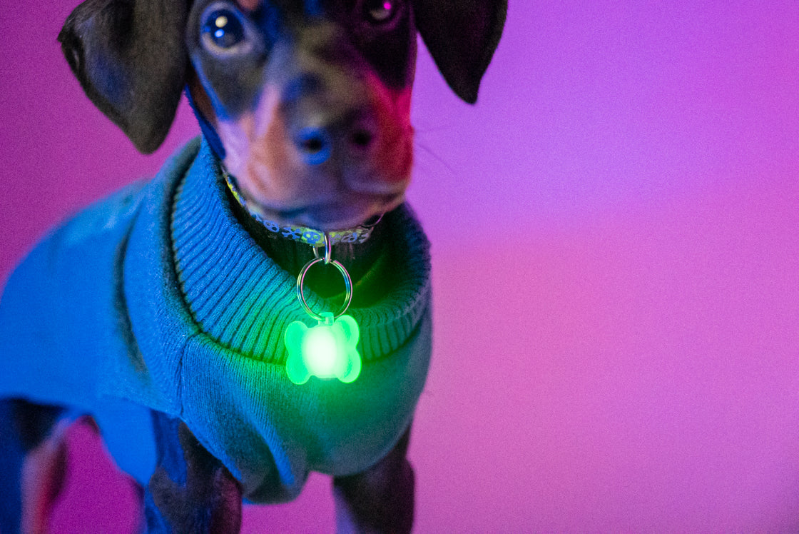 Pup Brightz